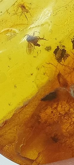 Insectos fosilizados en Ámbar (Ref.2)