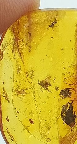 Insectos fosilizados en Ámbar (Ref.2)