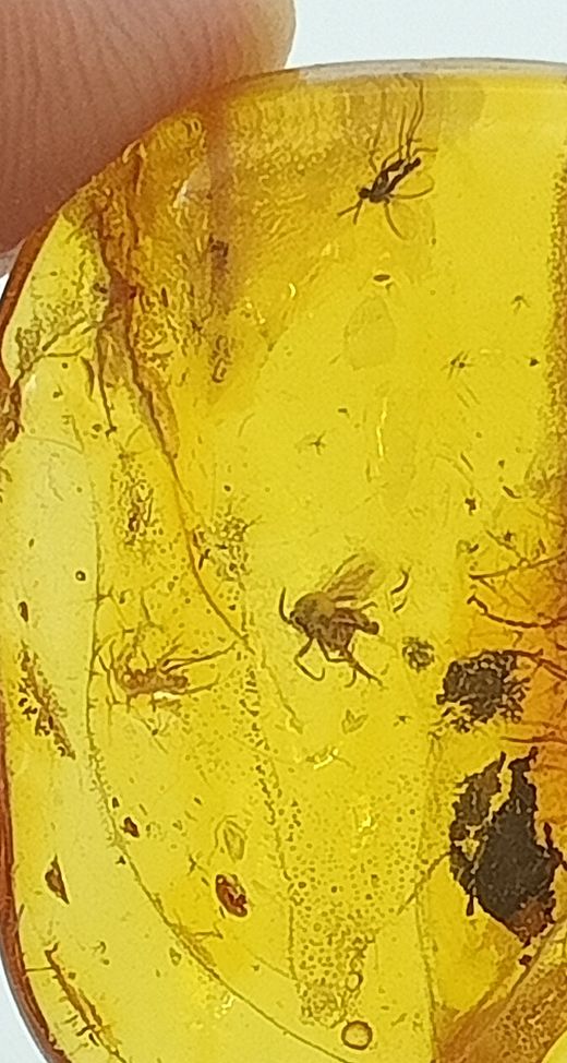 Insectos fosilizados en Ámbar (Ref.2)