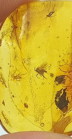Insectos fosilizados en Ámbar (Ref.2)