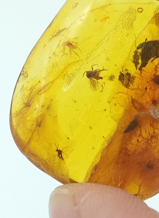 Insectos fosilizados en Ámbar (Ref.2)