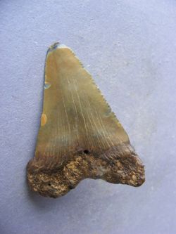 Isurus hastalis diente suelto