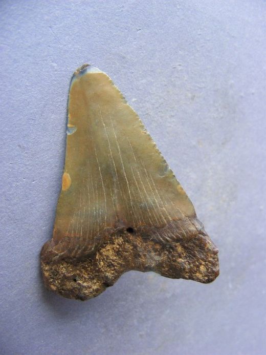 Isurus hastalis diente suelto