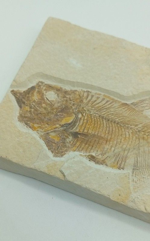 Knightia eocaena (Pez fosil)