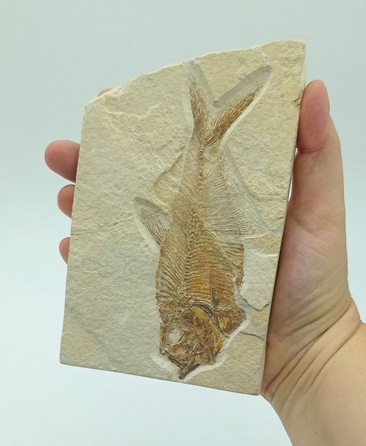 Knightia eocaena (Pez fosil)