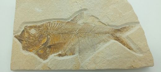 Knightia eocaena (Pez fosil)