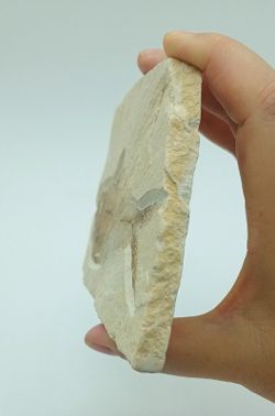 Knightia eocaena (Pez fosil)