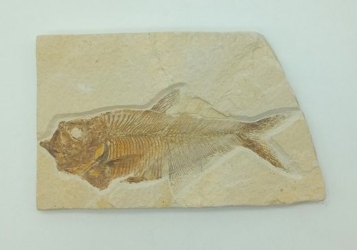 Knightia eocaena (Pez fosil)