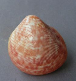 Laevicardium aeolicum