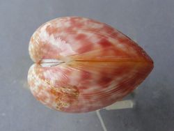 Laevicardium aeolicum