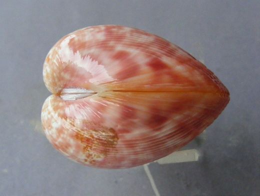 Laevicardium aeolicum