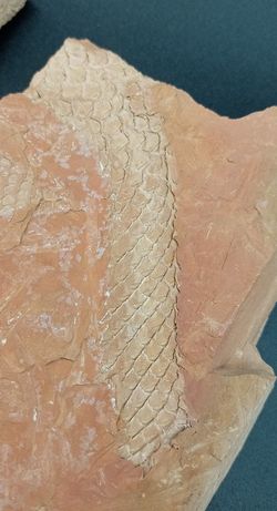 Lepidodendron (positivo y negativo)