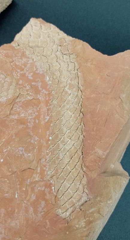 Lepidodendron (positivo y negativo)