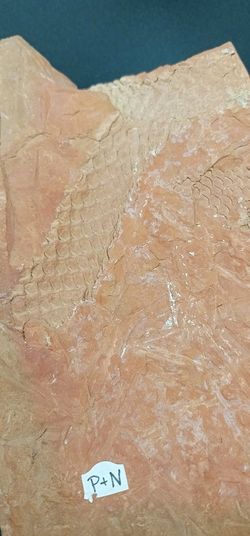 Lepidodendron (positivo y negativo)