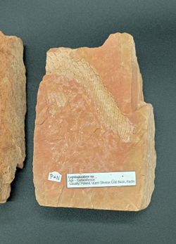 Lepidodendron (positivo y negativo)