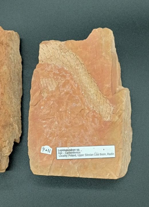 Lepidodendron (positivo y negativo)