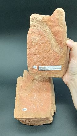 Lepidodendron (positivo y negativo)