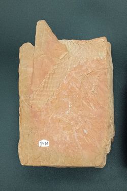 Lepidodendron (positivo y negativo)