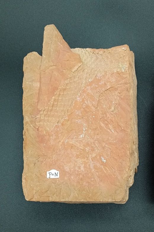 Lepidodendron (positivo y negativo)