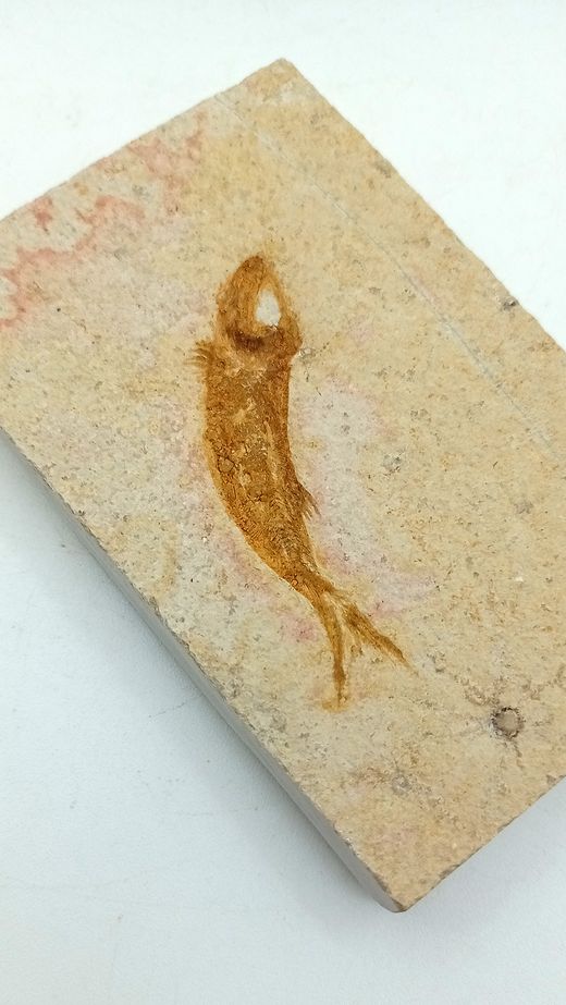 Leptolepis sprattiformis - Ref.2