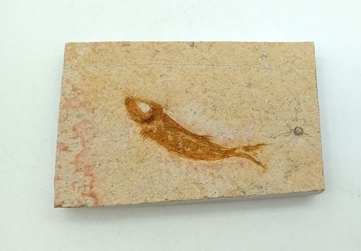 Leptolepis sprattiformis - Ref.2