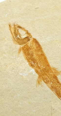 Leptolepis sprattiformis - Ref.3