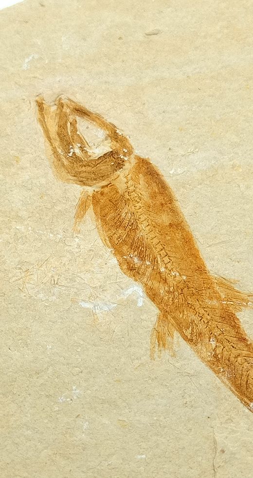 Leptolepis sprattiformis - Ref.3