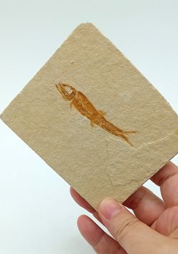 Leptolepis sprattiformis - Ref.3