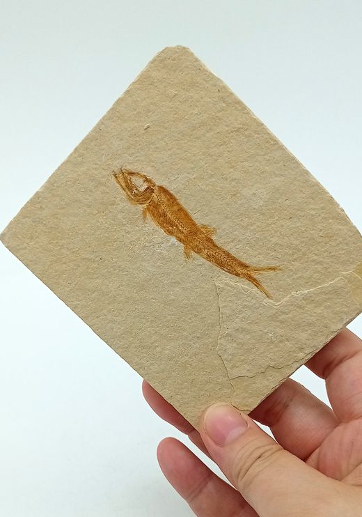 Leptolepis sprattiformis - Ref.3