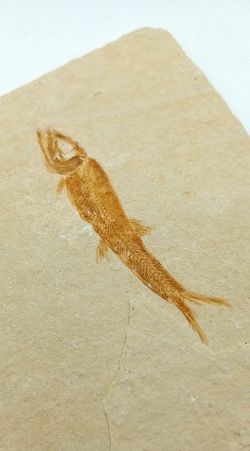 Leptolepis sprattiformis - Ref.3