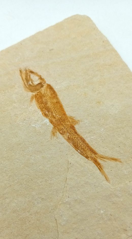 Leptolepis sprattiformis - Ref.3
