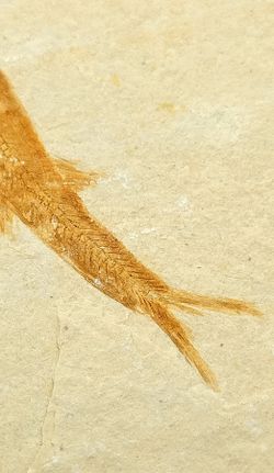 Leptolepis sprattiformis - Ref.3