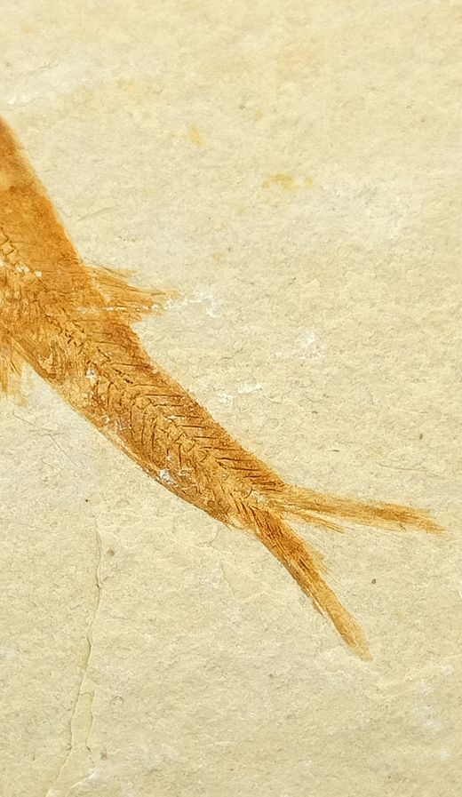 Leptolepis sprattiformis - Ref.3