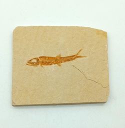 Leptolepis sprattiformis - Ref.3