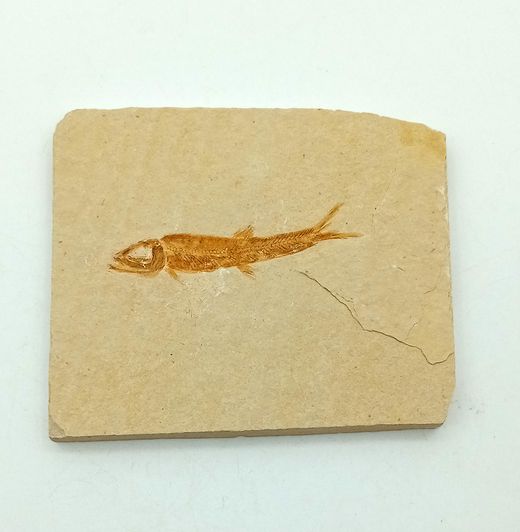 Leptolepis sprattiformis - Ref.3