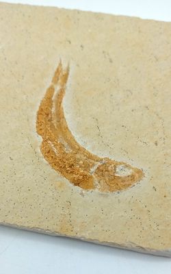 Leptolepis sprattiformis - Ref. 1