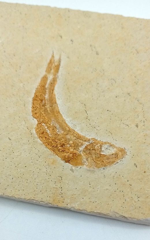 Leptolepis sprattiformis - Ref. 1