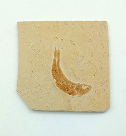 Leptolepis sprattiformis - Ref. 1
