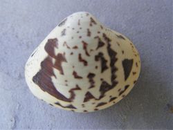 Lioconcha fastigiata