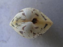 Lioconcha fastigiata