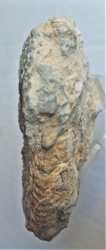 Lithacoceras kreutzi