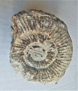 Lithacoceras kreutzi (Ejemplar sobre matriz)