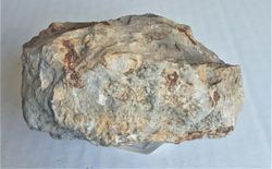 Lithacoceras kreutzi (Ejemplar sobre matriz)