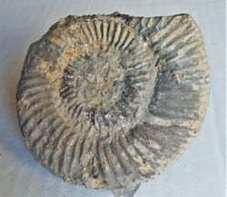 Lithacoceras kreuzti (fosilización calcárea)