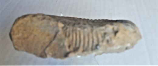 Lithacoceras kreuzti (fosilización calcárea)