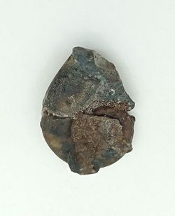 Lituites - Ref.2