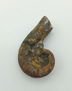 Lituites - Ref.4