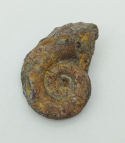 Lituites - Ref.5