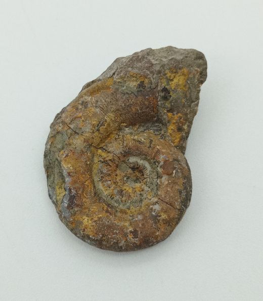 Lituites - Ref.5