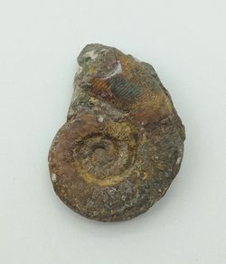 Lituites - Ref.5